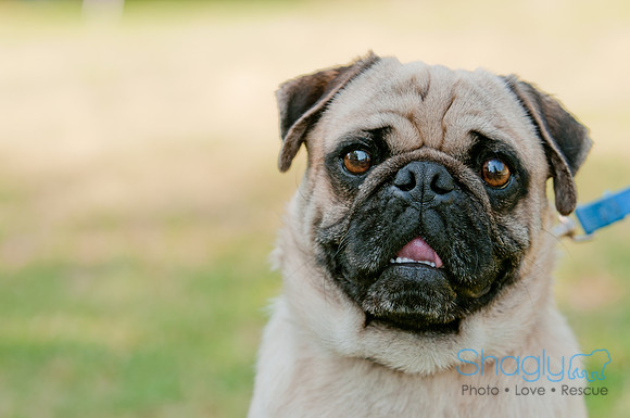 pugapalooza2011-11