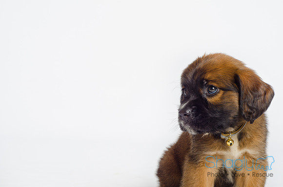 Stclouds Rescue Puppies-15