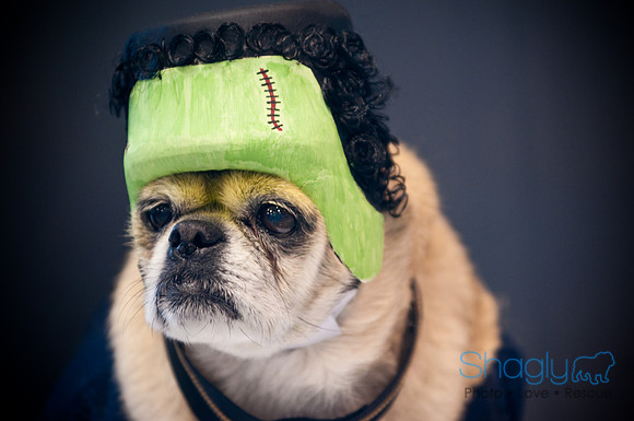 PugOWeen-3688