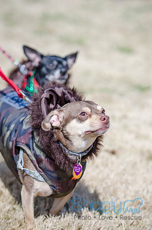 Krewe of Barkus 2012-7