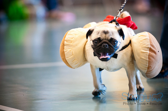 PugOWeen-2872