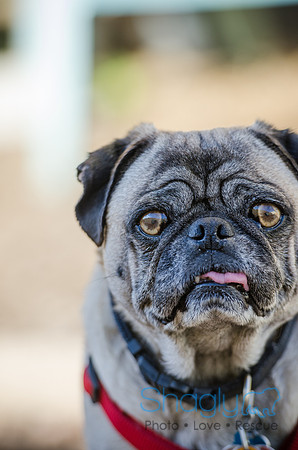 DFW Pug Rescue Boarding Bungalow-7