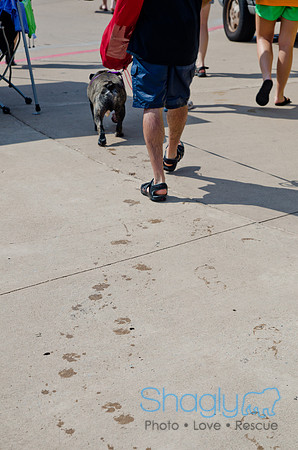 Wags and Waves 2011-445