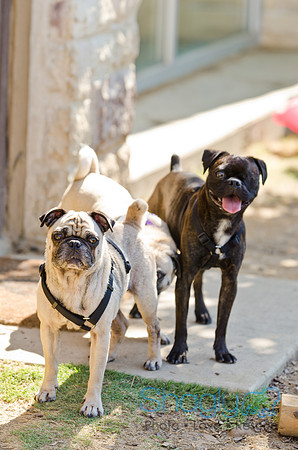 Shagly Photography-DFW Pug Rescue-13