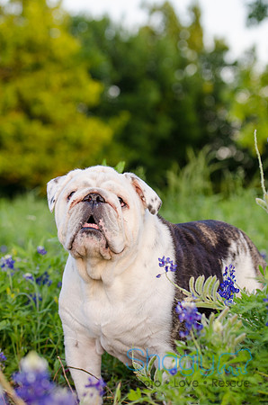 Bluebonnets Pug and Bulldog-45