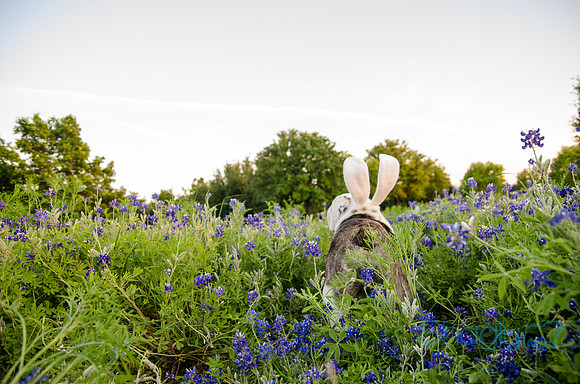 Bluebonnets Pug and Bulldog-62