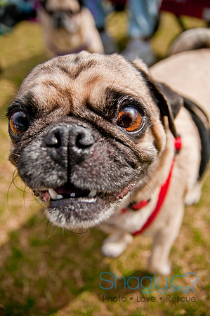 Pug Love Fun Run-237