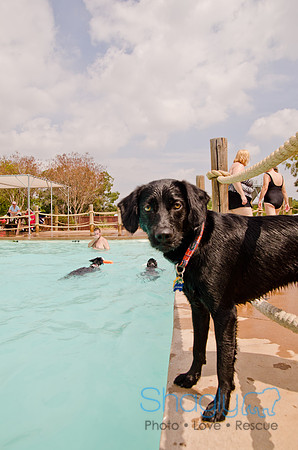 Wags and Waves 2011-219
