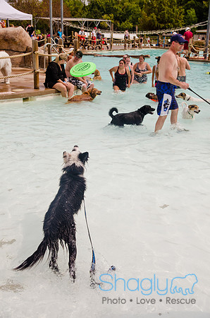 Wags and Waves 2011-346