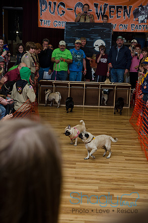 PugOween-263