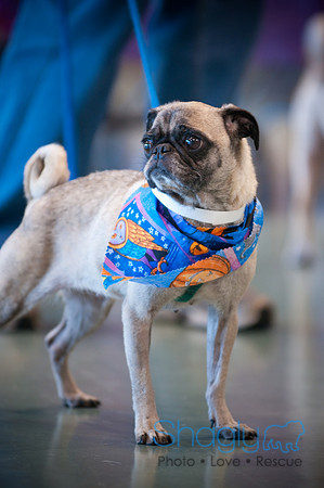 PugOWeen-2696
