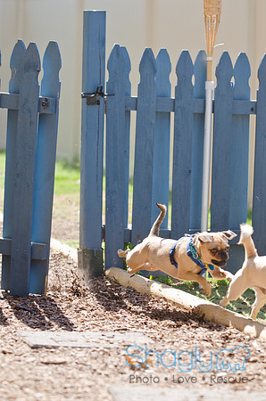 Shagly Photography-DFW Pug Rescue-31