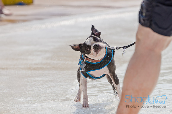 Wags and Waves 2011-457