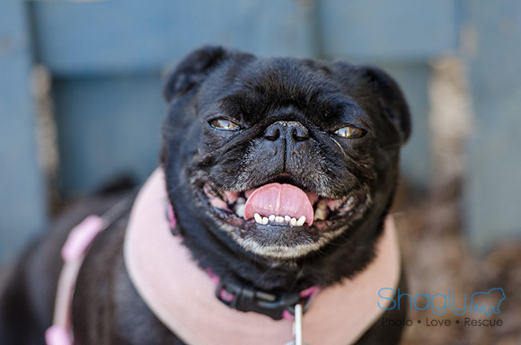 The Boarding Bungalo Pugs-6
