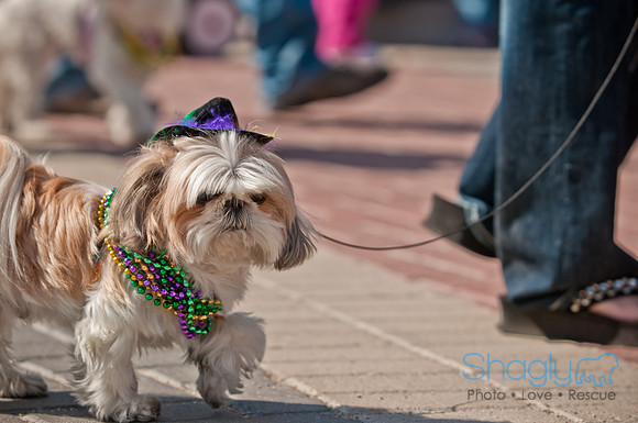 Krewe of Barkus 2011-82