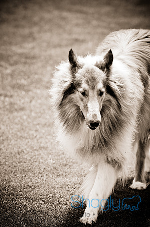 Dog Bowl 2010-53