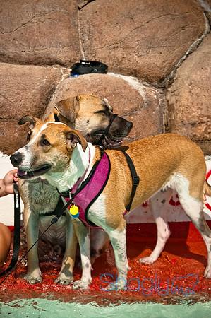 Wags and Waves-459