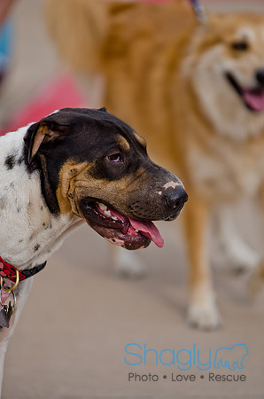 Wags and Waves 2011-3