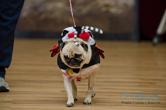 PugOween-44