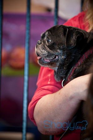 PugOWeen-3416