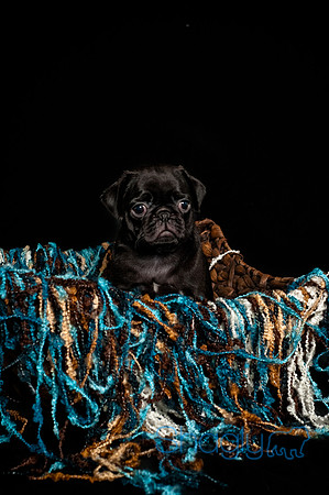 Baby Puggie Project-12
