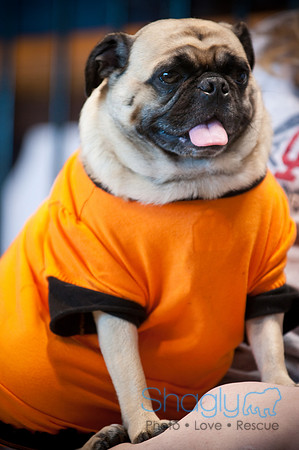PugOWeen-3444