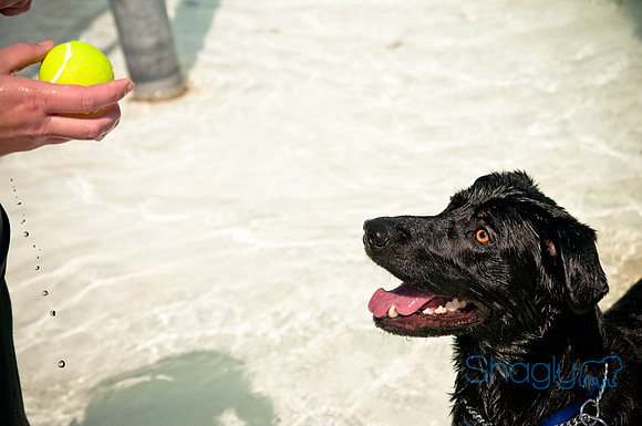 Wags and Waves-492