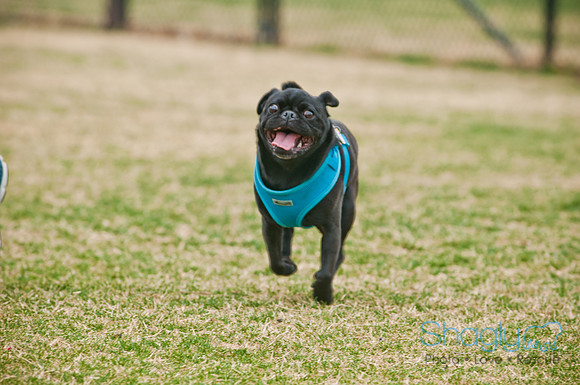 Pug Love Fun Run-85