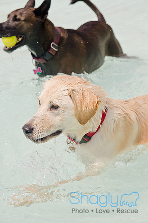 Wags and Waves 2011-256