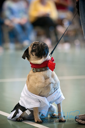 PugOWeen-3234