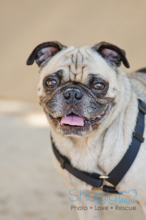 Shagly Photography-DFW Pug Rescue-16