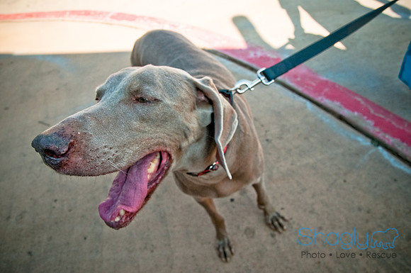 Wags and Waves-28