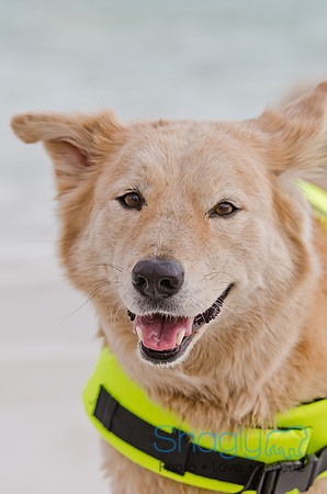 Wags and Waves 2011-496