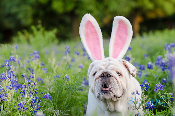Bluebonnets Pug and Bulldog-59
