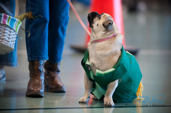 PugOWeen-2888