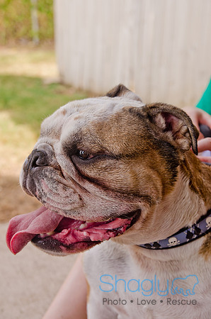Wags and Waves 2011-408