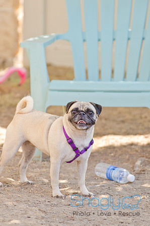 Shagly Photography-DFW Pug Rescue-1