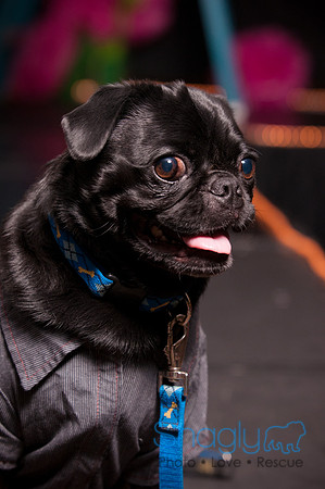 Project Pugway DFW Pug Rescue-2