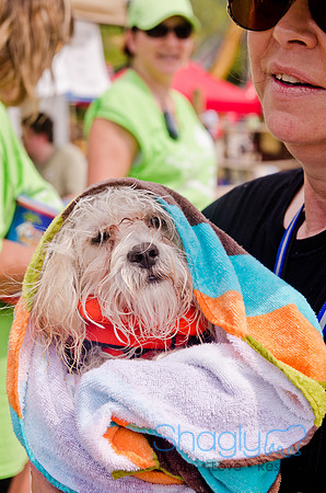 Wags and Waves 2011-353