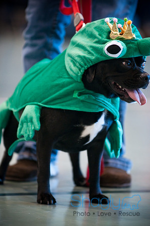 PugOWeen-2758