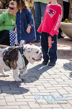 Krewe of Barkus 2012-283