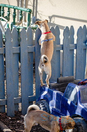DFW Pug Rescue Boarding Bungalow-32
