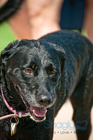 Wags and Waves-207