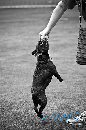 Dog Bowl 2010-65