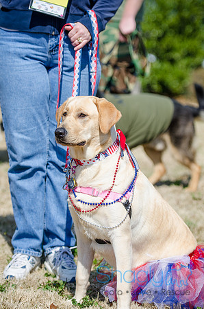 Krewe of Barkus 2012-16