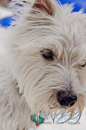 Wags and Waves 2011-309