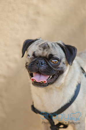 Shagly Photography-DFW Pug Rescue-11