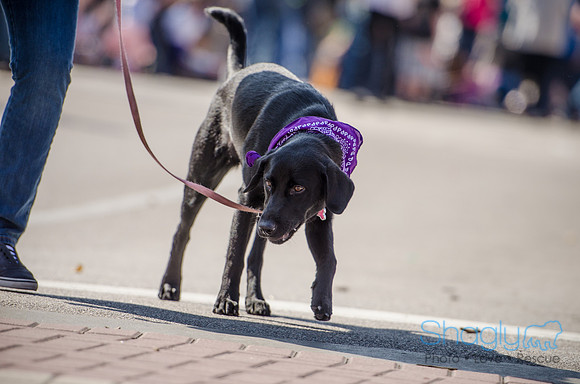 Krewe of Barkus 2012-268