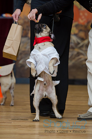 PugOween-146