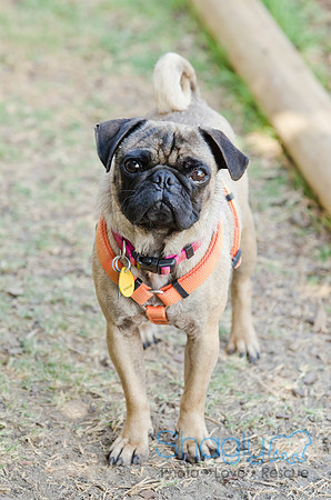 DFW Pug Rescue-Boarding Bunagalow-20